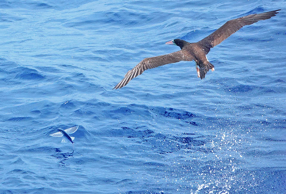 Hirundichthys speculiger, frequent in tropics, has jumped out of water to escape Sula leucogaster that hunted by diving. But now the bird has emerged and preys from above.