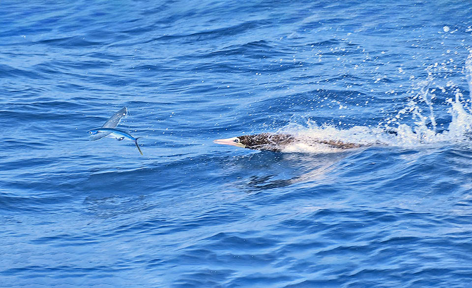 Nel Golfo del Messico, anche questo Hirundichthys volador dell’Atlantico tropicale è braccato dalla stessa specie in emersione.