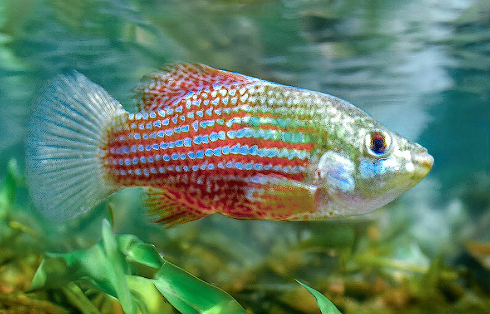 The American flagfish, Jordanella floridae reaches the length of 6-7 cm and is frequent in the fresh and brackish waters of Central America.