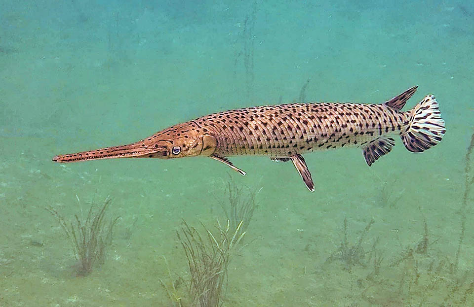 Lepisosteus osseus, frequent in the eastern part of the USA, belongs to the same infraclass. In the profile recalls a pike but it is miuch more voracious.