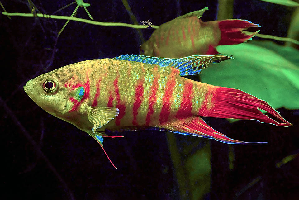 To the same family of Betta, belongs also the Paradisefish (Macropodus opercularis) very much appreciated by the aquarists because of its splendid livery.