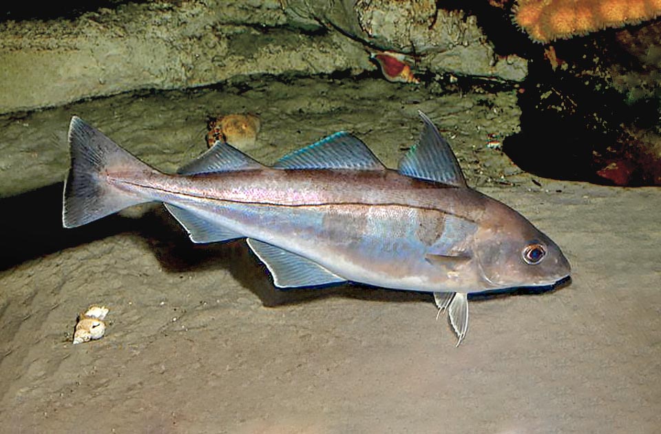 The Aiglefin (Melanogrammus aeglefinus), known also as Haddock, is a fish similar to Cod but with higher body and decidedly bigger eyes.