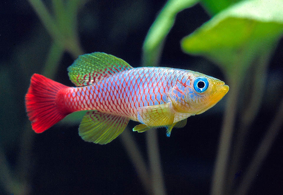 Only 35 mm long, Nothobranchius guentheri is one of the order's jewels. It lives only in Zanzibar and unluckily, since 2018, appears as "Endangered" in the IUCN Red List.