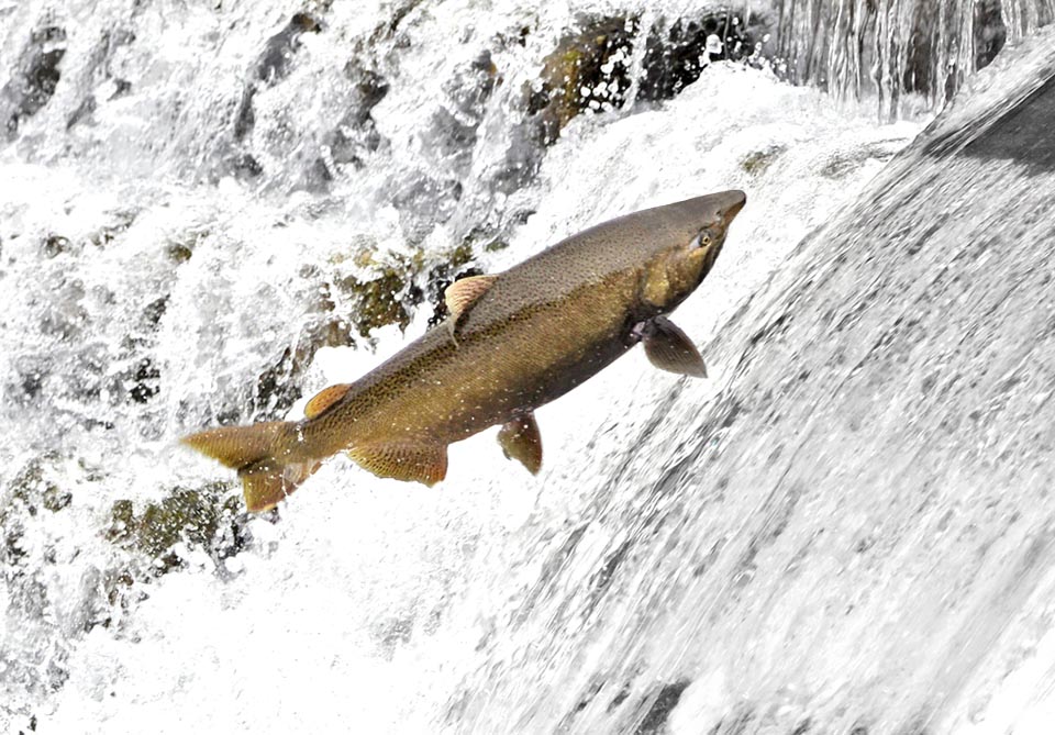 And Chinook salmon (Oncorhynchus tshawytscha) leaps up the icy waters of Canada.