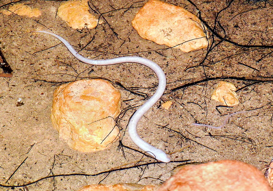 The Blind swamp eel (Ophisternon infernale) is a Synbranchiformes present only in the caves of Mexico.