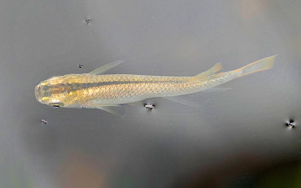 Also the Japanese rice fish (Oryzias latipes) belongs to Beloniformes. About 3,6 cm long, it is a euryhaline species frequent in the rice fields, swamps and tide pools.