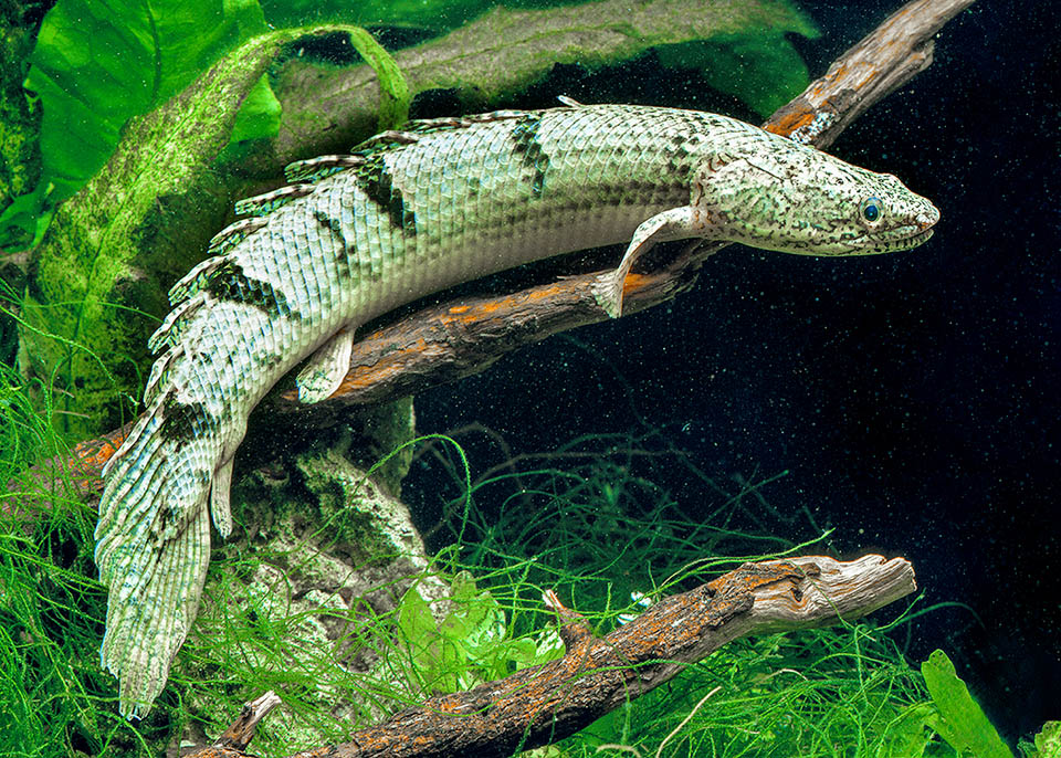 Polypterus endlicherii. The Brachiopterygii are just over ten species present in the inner waters of the African continent.