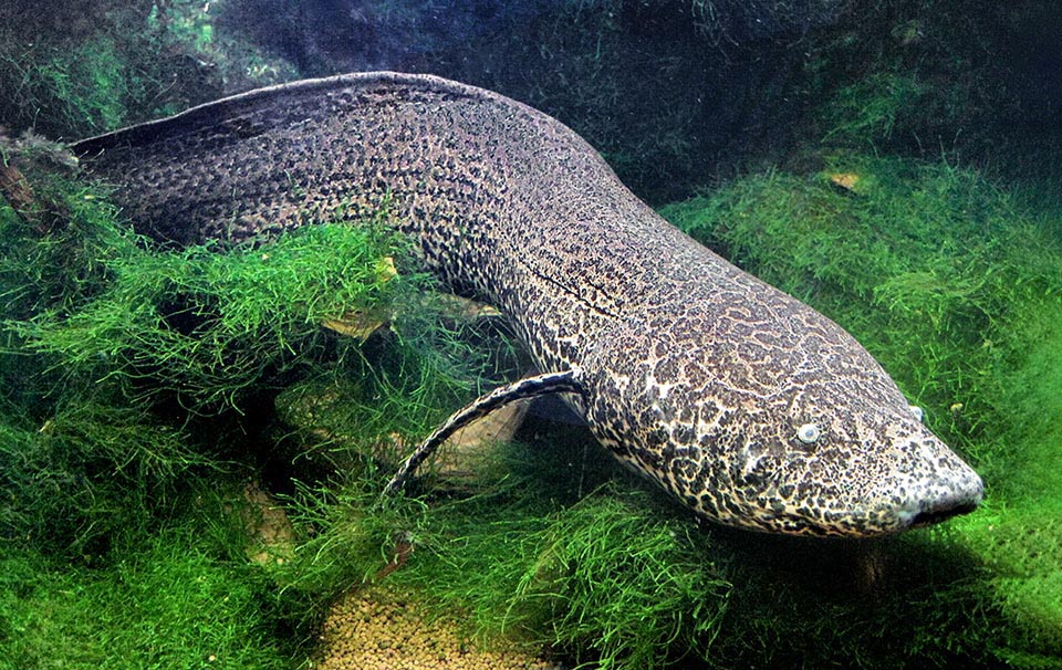 La classificazione tradizionale degli Osteichthyes, talora in contrasto con le indagini biomolecolari, e tutt’ora oggetto di varie ipotesi supportate da dati obiettivi ma parziali. Questo Polypterus, per esempio, è inserito da alcuni specialisti tra i Chondostrei, da altri studiosi i tra Brachiopterygii e da alcuni noti tassonomi fra i Dipnoi.