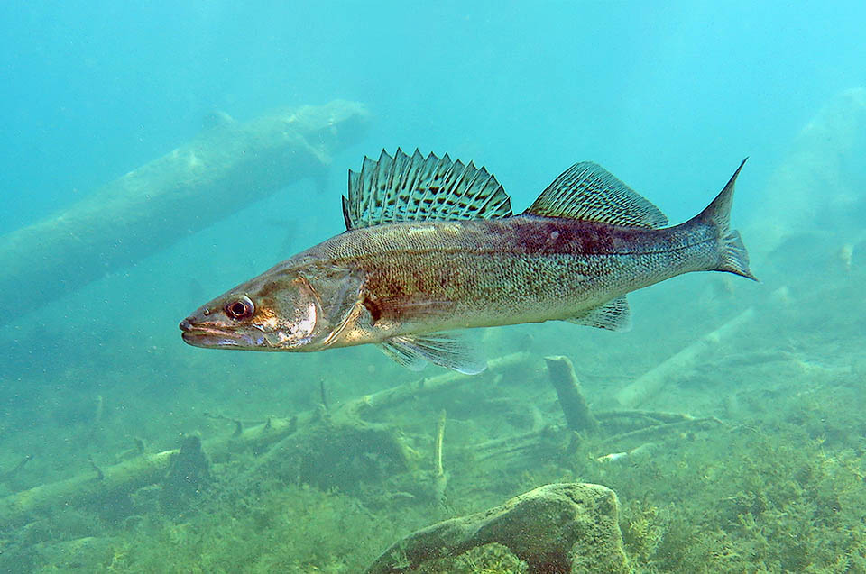 The ravenous Zander (Sander lucioperca), native to central-northern Europe and to western Asia,has been recklessly introduced in central-southern Europe.