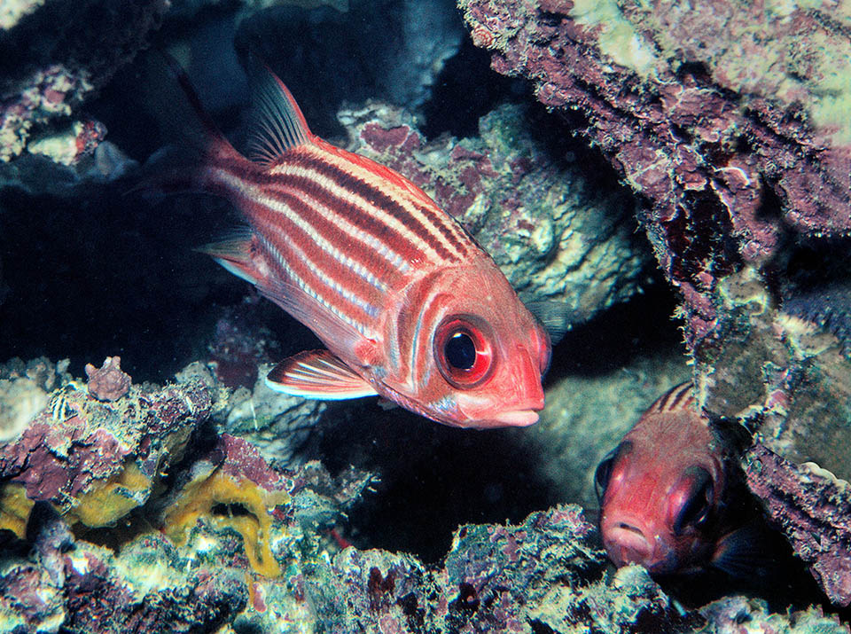 Sargocentron rubrum is frequent in tropical Indo-Pacific. From the Red Sea, like other Lessepsian species, has reached even the Mediterranen via Suez Canal.