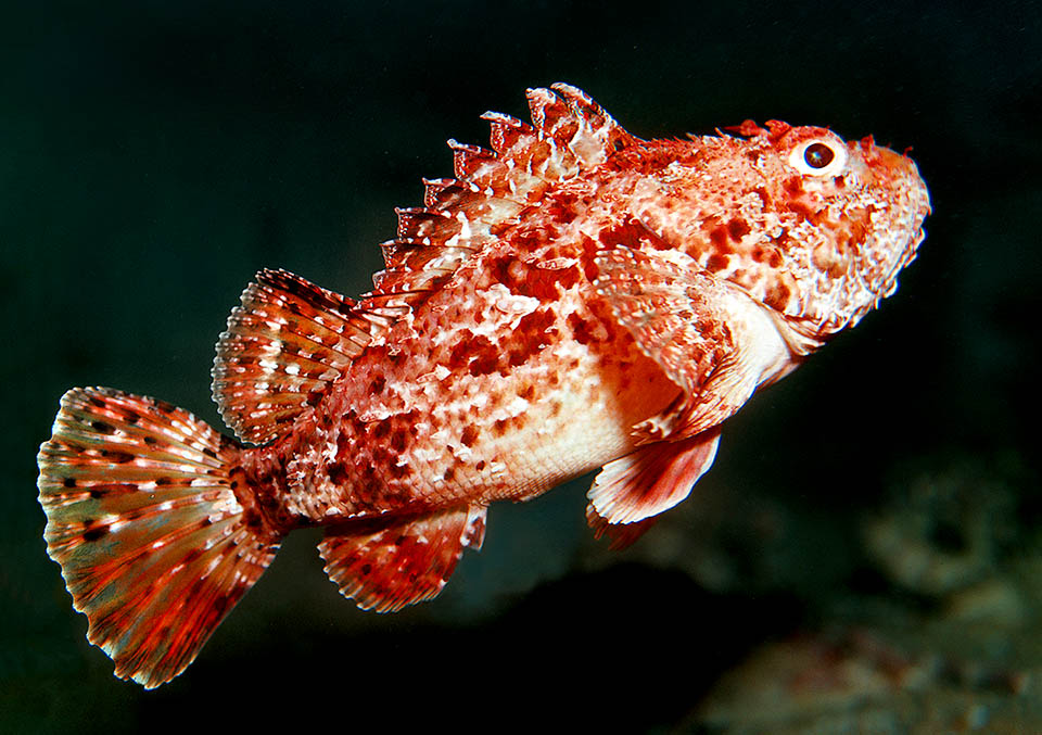 The Red scorpionfish (Scorpaena scrofa), with analogous range, is instead the giant of the genus with a record of 3 kg and 50 cm.