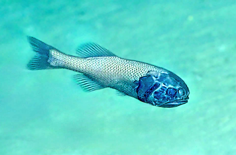 Stephanoberyx monae. The Stephanoberyciformes are rare and little known fishes living upto almost 5.000 m of depth in all seas, but the Mediterranean.