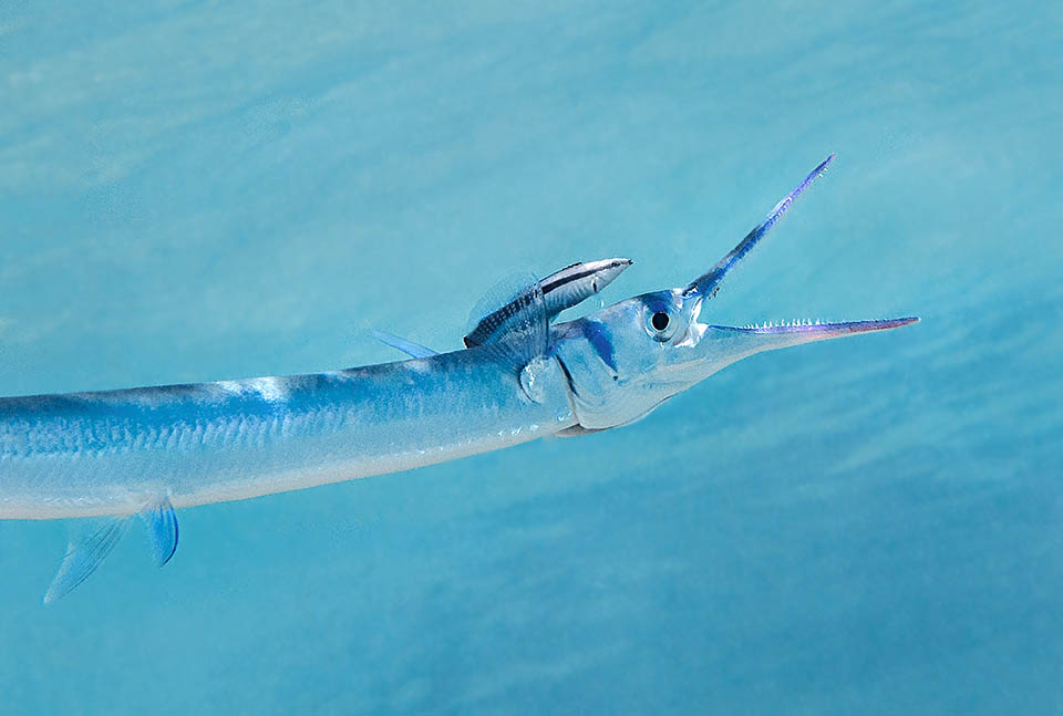 This Red Sea Tylosurus choram instead is in the "cleaning station" of a labrid who takes away from the relaxed predators the skin parasites and food stuck between the teeth.