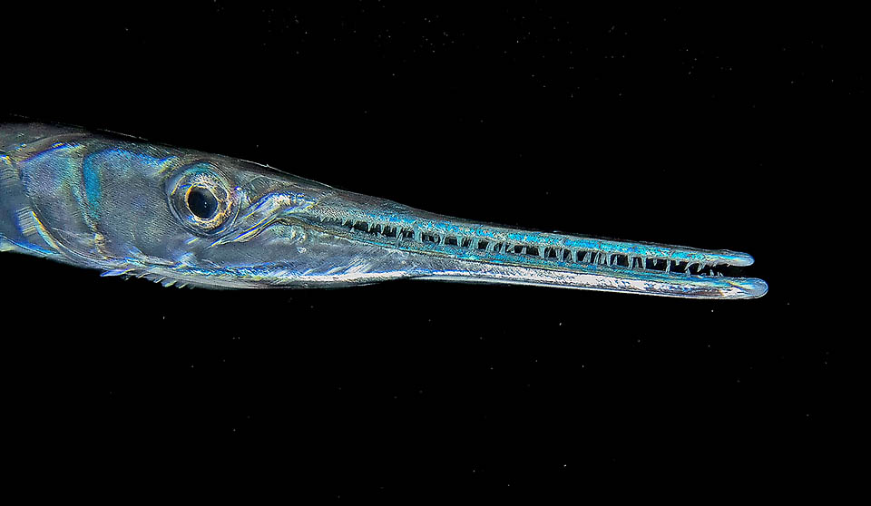 Known as Bony fishes, the Osteichthyes are a class of vertebrates with jaws like this unyielding Tylosurus crocodilus.