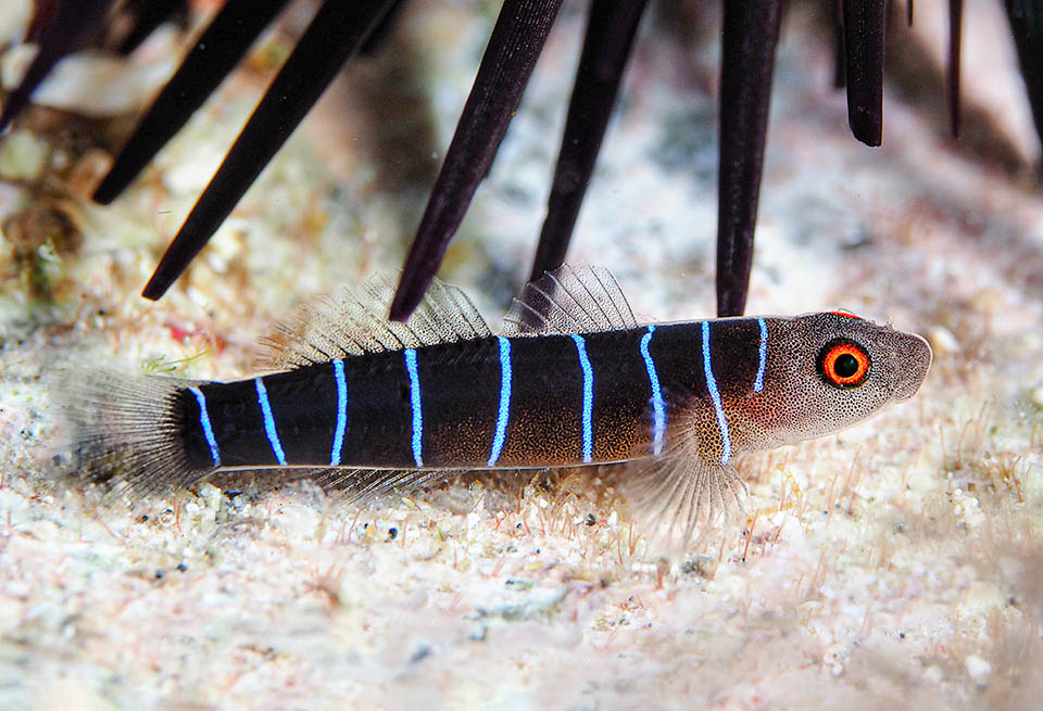 Frequente ai Caraibi, il Ghiozzo a nove linee (Ginsburgellus novemlineatus) non supera i 2,5 cm di lunghezza.