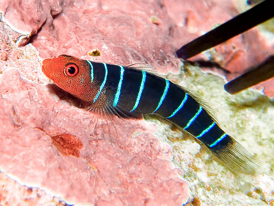 Ginsburgellus novemlineatus incollato con la ventosa pelvica sulla porta di casa. Se passa un piccolo crostaceo sarà una variante alla dieta.