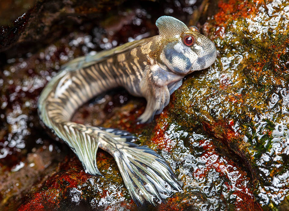 The Leaping blenny (Alticus saliens) has a very vast range in tropical Indo Pacific, where spends most of its time out of water in the tidal zone.