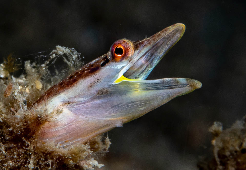 Chaenopsis limbaughi è un pesce del Nord Atlantico tropicale. Le due popolazioni principali si trovano nei Caraibi sud-occidentali e in quelli nord-occidentali 