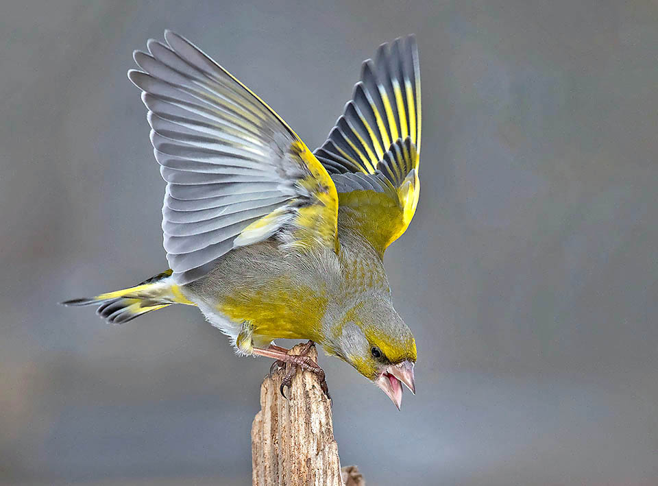 Parente stretto del Fringuello e del Canarino, col quale viene talora ibridato, il Verdone (Chloris chloris) è più robusto, con un grosso e temibile becco.