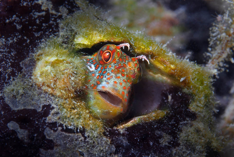 Il Blenny tassellato (Hypsoblennius invemar) è frequente lungo le coste dell’Atlantico occidentale dalla Louisiana al Brasile.