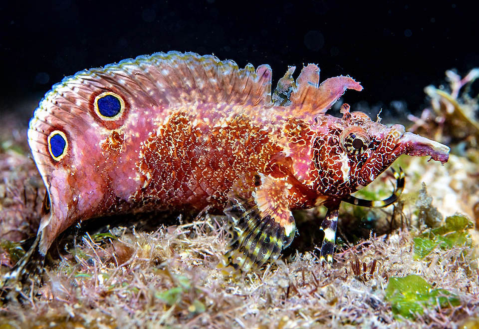 Paraclinus barbatus vive mimetizzato sui fondali. Qui si notano dei finti occhi sull’ampia pinna dorsale e accanto al capo, dopo le pettorali, le insolite pinne pelviche sembrano esili zampe.