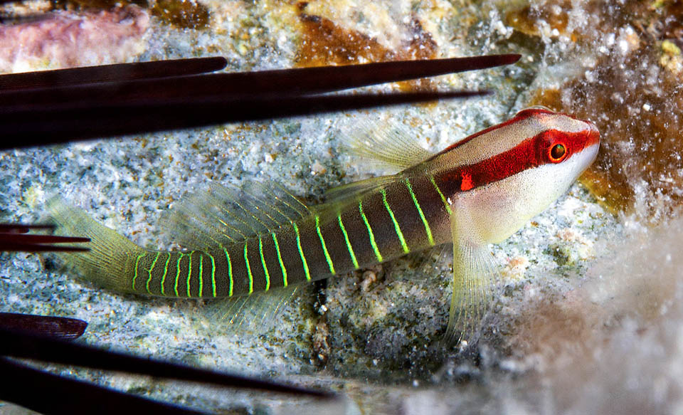 Non più lungo di 5 cm, Tigrigobius multifasciatus è un variopinto ghiozzo caraibico con la livrea tigrata da 17-23 barre verticali verdi.