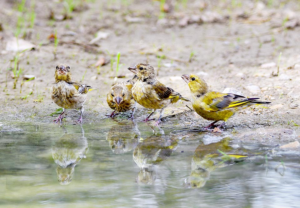 Per un breve periodo dopo l’involo i piccoli seguono i genitori nelle loro scorrerie, apprendendo i luoghi di ristoro e d’alimentazione.