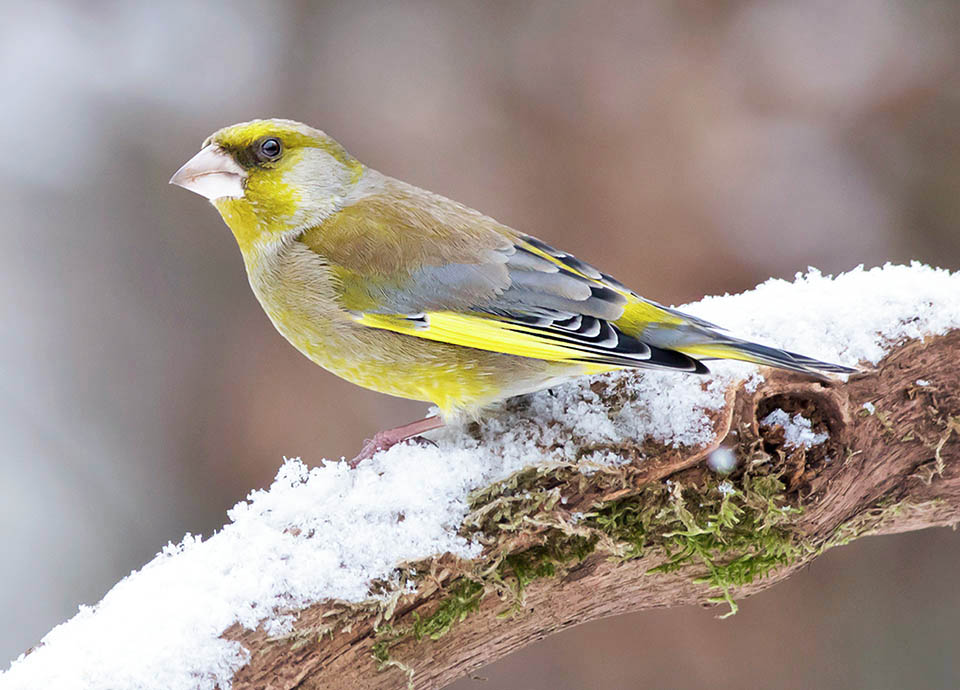 Chloris chloris non è un forte migratore e se trova un ambiente favorevole alle sue esigenze può tranquillamente sopportare una nevicata.