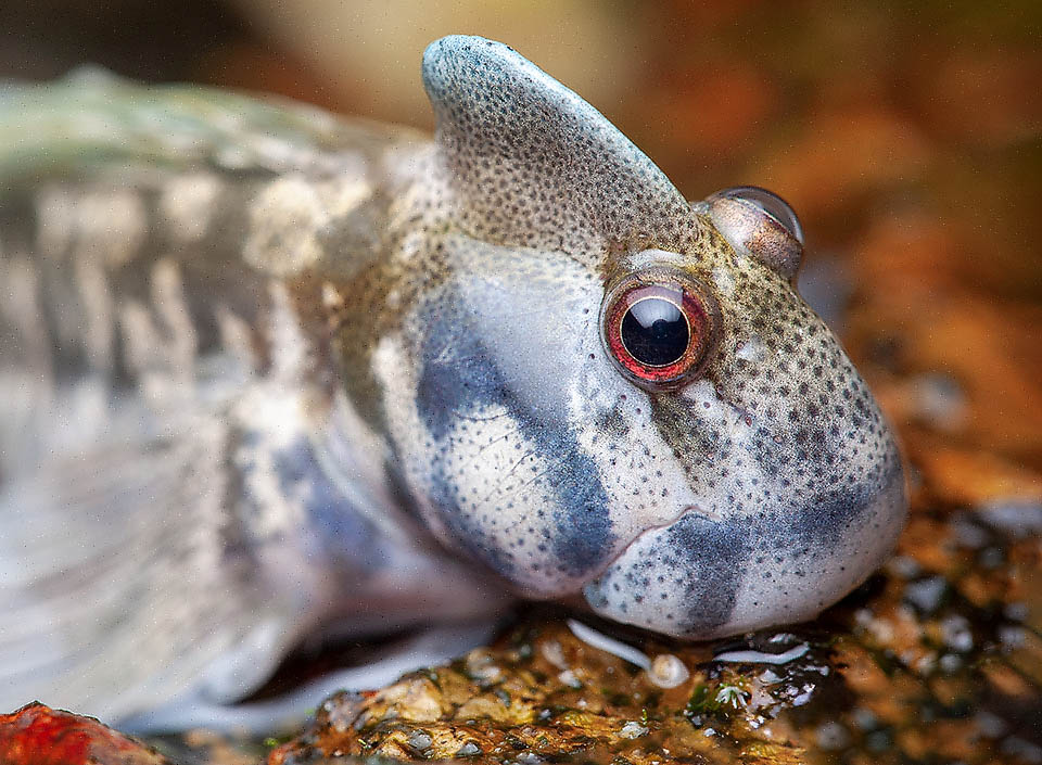 Males of Alticus saliens are identified immediately due to their characteristic fleshy crest, reduced to a simple low dermal fold in the females.