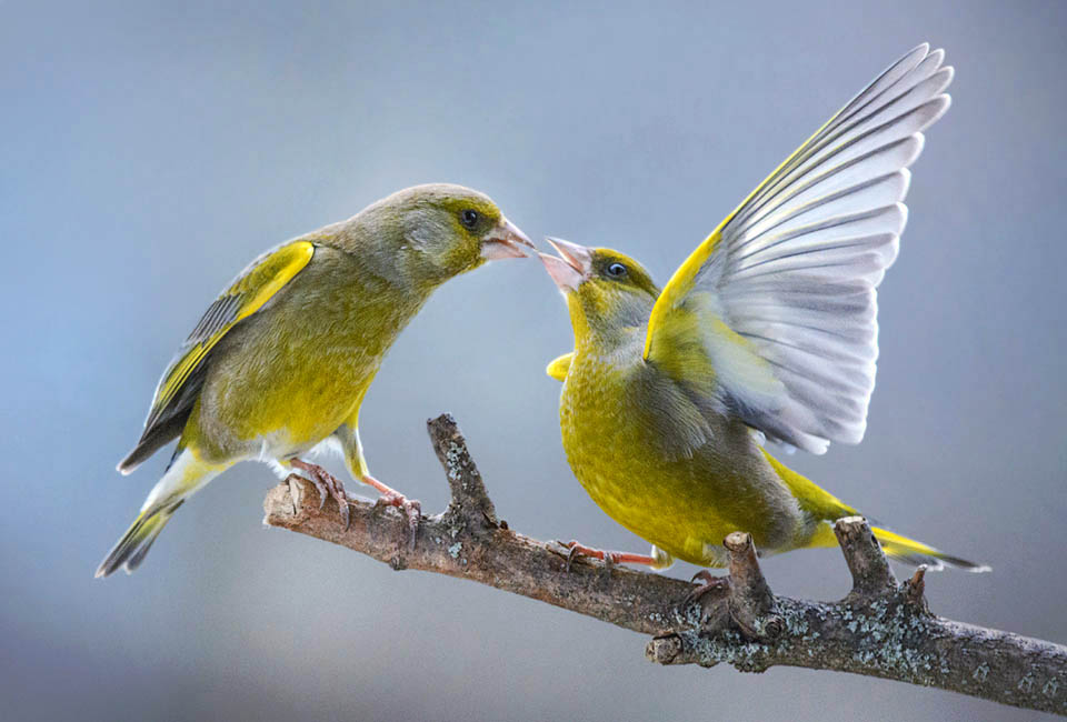 Qui una disputa fra maschi, ma Chloris chloris può sovrastare anche uccelli più grandi e combattivi come un Merlo, un Pettirosso o una cinciallegra.