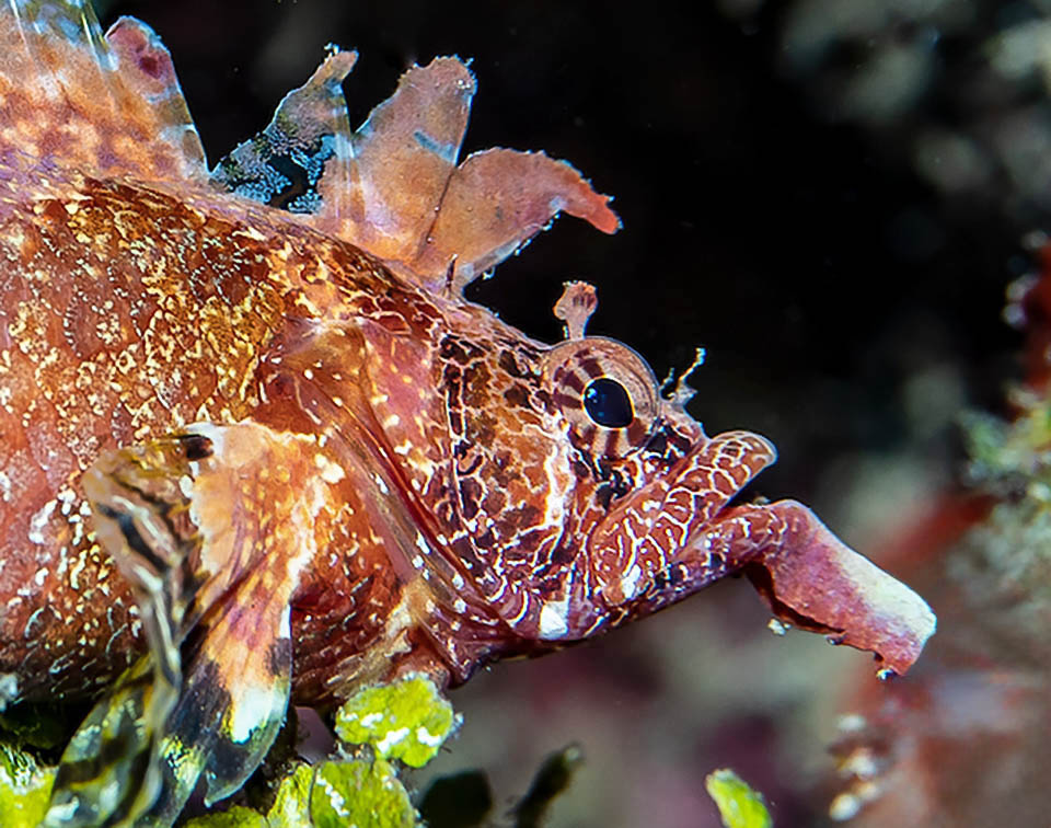 Detto Blenny col pizzetto, per il prolungamento carnoso della mascella inferiore, Paraclinus barbatus è un pesce caraibico lungo meno di 5 cm.