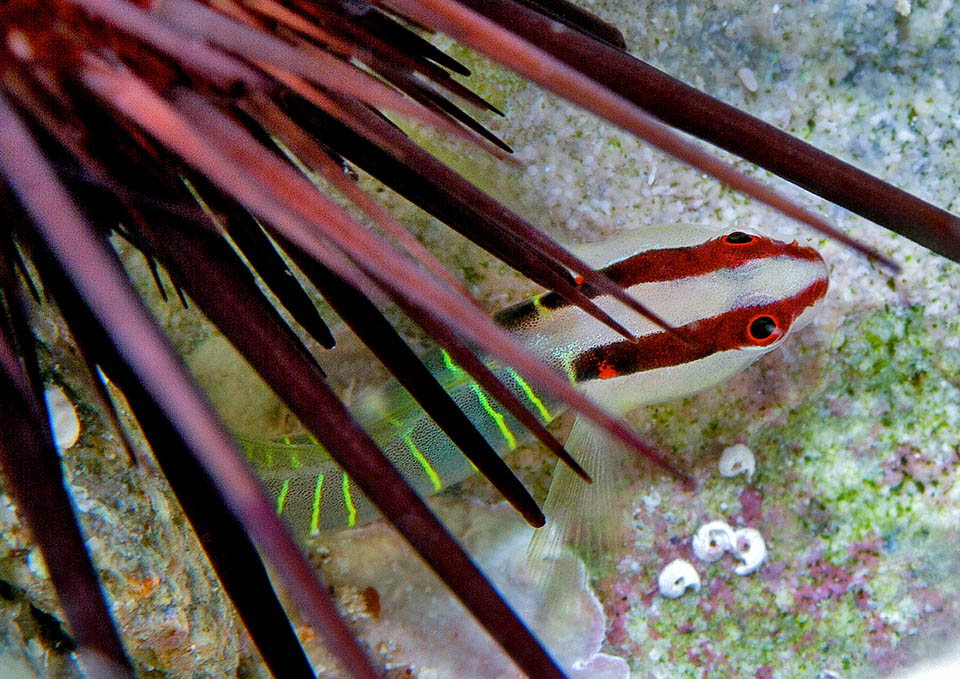 Sul capo di Tigrigobius multifasciatus spiccano due bande orizzontali rosso scuro che nascondono l’occhio, caratterizzate sul retro da una macchietta rosso brillante per confondere i predatori.