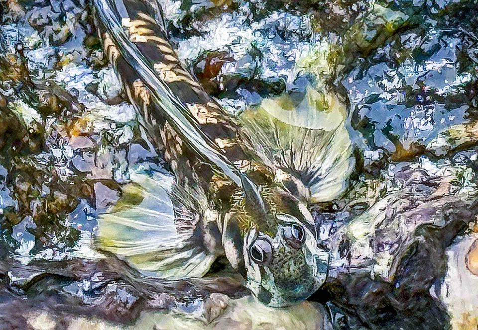 The big pectoral fins serve to Alticus saliens, at maximum 10 cm long, to move on the seabeds and perform spectacular leaps out of water.