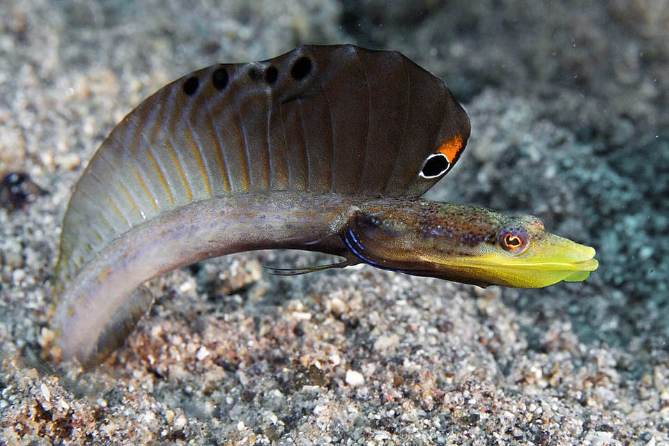 I maschi di Chaenopsis limbaughi recano una grande pinna dorsale con un ocello nero cerchiato di bianco fra i due primi raggi spinosi, seguito da una vistosa chiazza arancio.