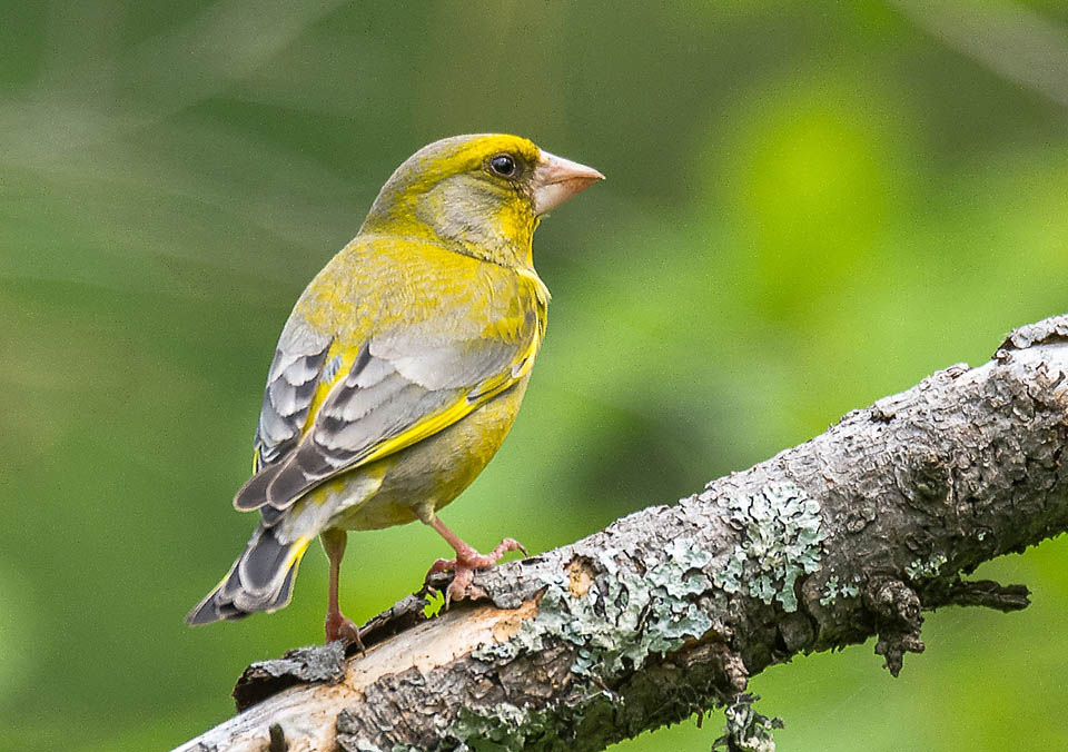 Chloris chloris presenta un sensibile dimorfismo sessuale. Nei maschi, il verde oliva della livrea, che ha dato origine al nome volgare, tende infatti spesso al giallo.