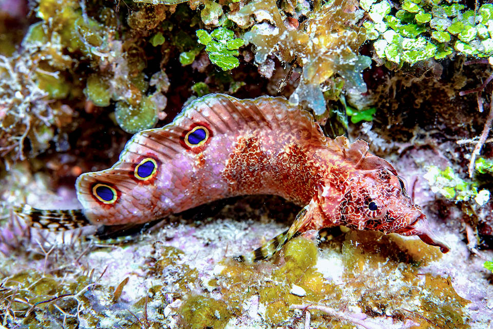 Paraclinus barbatus ha numerosi denti per afferrare e sgranocchiare piccoli invertebrati bentonici ma dato il forte mimetismo e la taglia si sa poco sulla sua biologia.