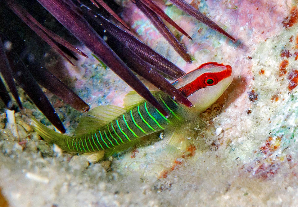 Tigrigobius multifasciatus vive per lo più nelle pozze di marea in pochi centimetri d’acqua, nascosto sotto i ricci di mare che scavano nicchie nel substrato calcareo.