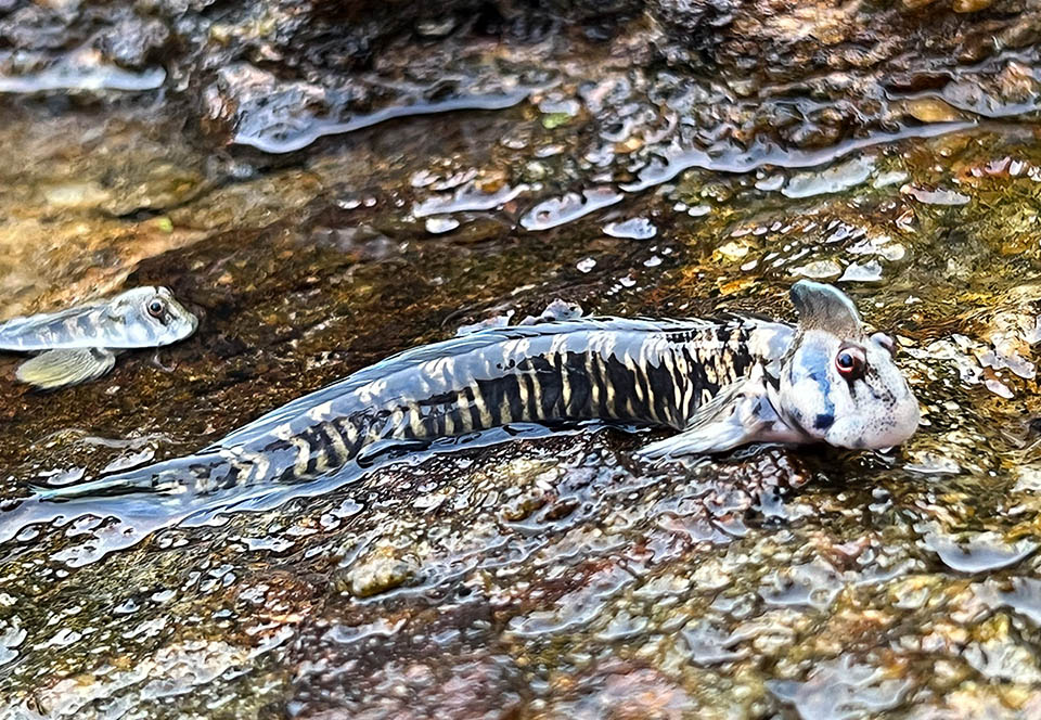 Alticus saliens es un herbívoro que se alimenta de rocas emergidas rascando las algas incrustadas con sus dientes de peine. Y ahí es donde ocurre el apareamiento.