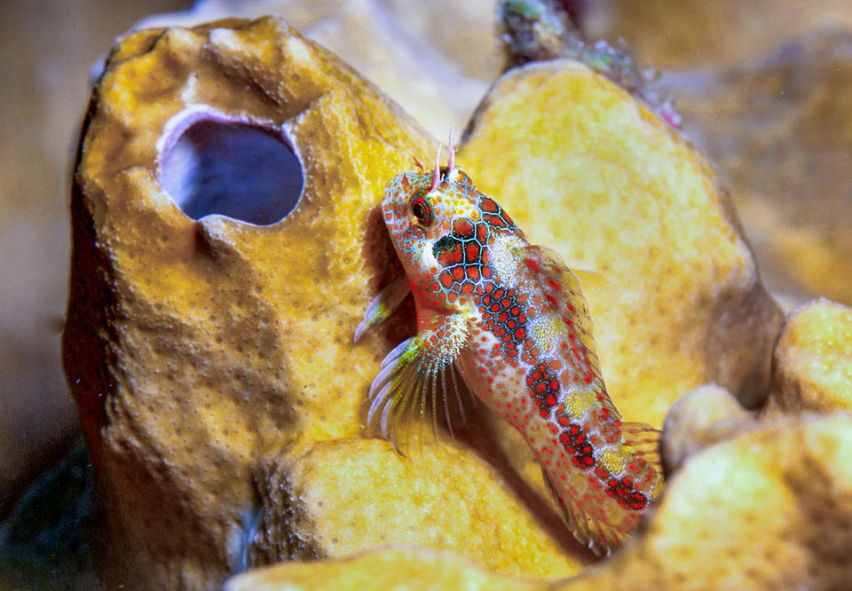 Eccone uno allo scoperto fra gli elementi della colonia morta di crostacei che si è trasformata in un condominio.