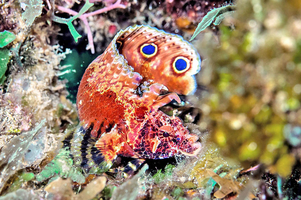 Visto così, con due grandi occhi finti da gufo, qualche predatore potrebbe pensare d’aver di fronte un pesce molto più grosso, e rinuncia al pasto.