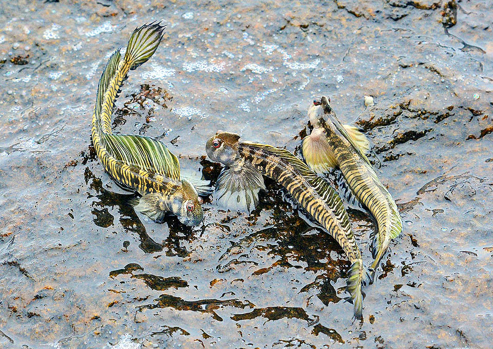 In the disputes, like for defending the rock, Alticus saliens raises the fins changing often colour. The female lays in the hollow of the rock shown by the male.