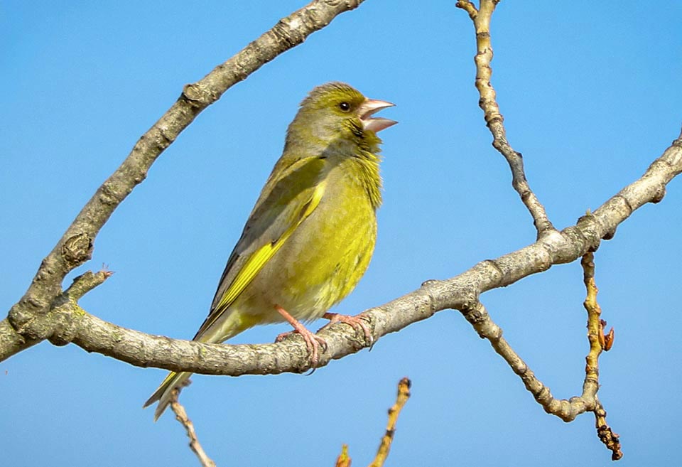 Il canto di Chloris chloris non è melodioso come quello di gran parte dei fringillidi ma i suoi trilli striduli servono comunque a delimitare il territorio.