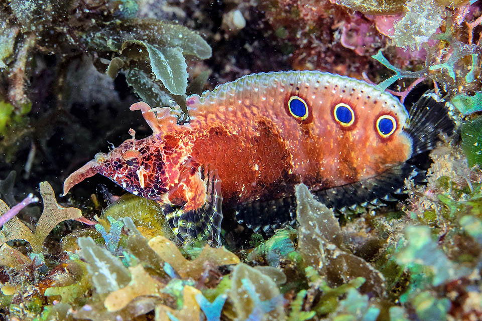 Neppure l’uomo lo minaccia. L’indice di vulnerabilità alla pesca è al minimo, e considerando anche il vasto areale Paraclinus barbatus non è una specie a rischio.