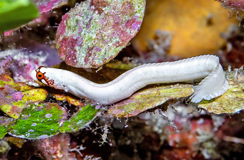 Questa infine è la livrea bianca dei maschi di Stathmonotus hemphillii. Da notare anche l’uniformità della lunga pinna dorsale che, come l'anale, si fonde per un breve tratto alla caudale.