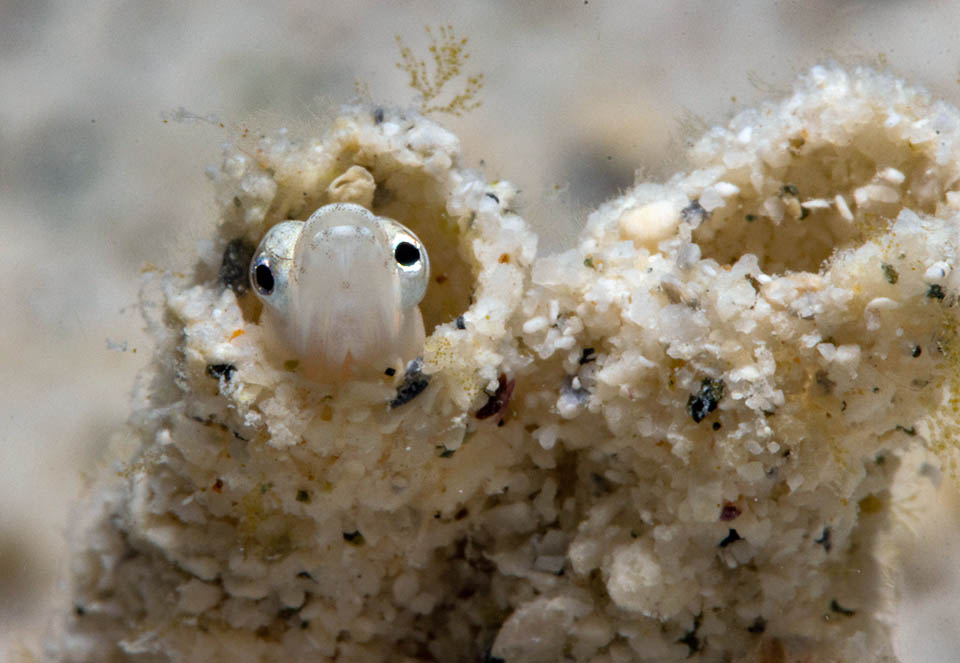 Un giovane che occhieggia dalla tana abbandonata di un anellide. Chaenopsis limbaughi si nutre di piccoli crostacei, vermi e pesciolini.