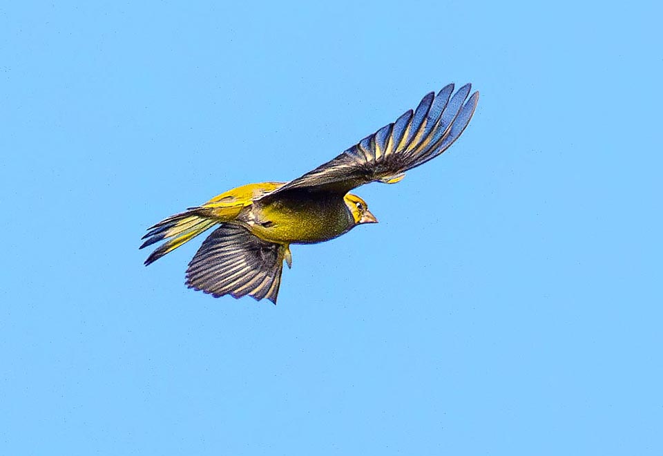 L’area di nidificazione è inoltre delimitata da un caratteristico volo perimetrale del maschio, detto a pipistrello, con ali molto spalancate che battono al rallentatore.