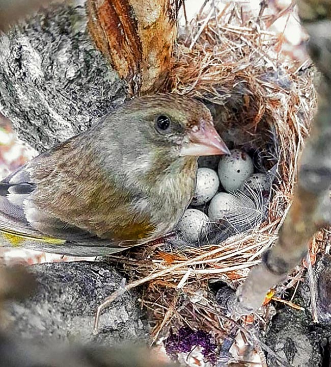 È lei che sceglie la località del nido e il maschio l’aiuta nella costruzione con muschi, erbe, setole e crini d’animali.