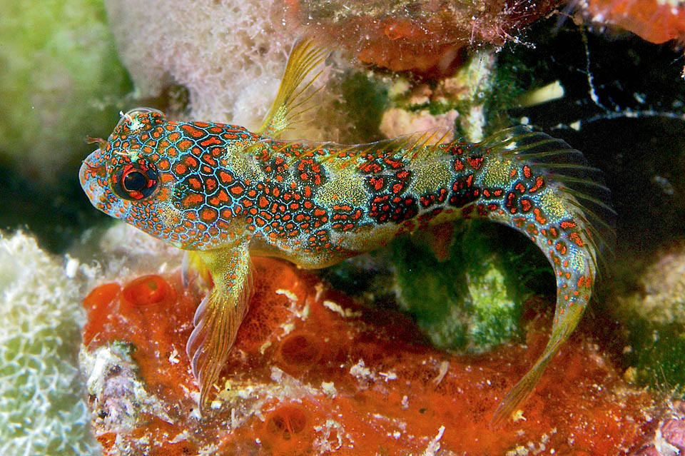 Un giovane. La resilienza di Hypsoblennius invemar è ottima, la vulnerabilità alla pesca, bassissima, e il Blenny tassellato non è quindi una specie in pericolo.