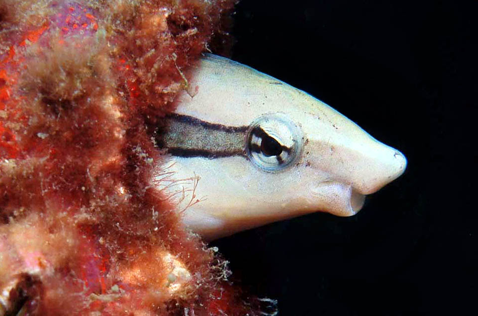 El Blenio falso limpiador (Aspidontus taeniatus) se distingue del Labroides dimidiatus por la boca que no se encuentra al final del cuerpo sino debajo del hocico.