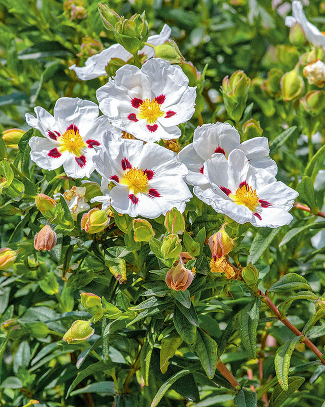 Cistus ladanifer è nativo del settore sud-occidentale del Mediterraneo, dall’Algeria e dal Marocco alla penisola iberica occidentale e alle Baleari. Si discute se sia anche originario della Francia mediterranea dove oggi è molto frequente.